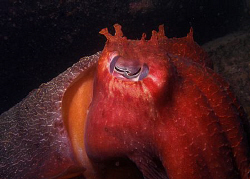 Giant Cuttle, Bare Island by Doug Anderson 